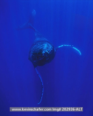WHALE, HUMPBACK: (Megaptera novaeangliae)  South Pacific, Kingdom of Tonga, Female humpback whale underwater.