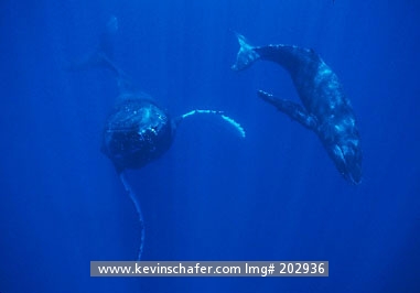 WHALE, HUMPBACK: Humpback Whales (Megaptera novaeangliae) South Pacific, Kingdom of Tonga, Mother and calf.