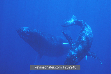 WHALE, HUMPBACK: (Megaptera novaeangliae) South Pacific, Kingdom of Tonga, Mother and calf.