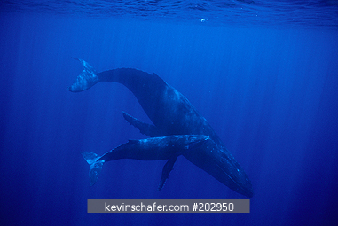 WHALE, HUMPBACK: (Megaptera novaeangliae) mother and calf, Kingdom of Tonga, South Pacific.