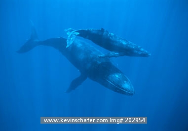 WHALE, HUMPBACK: (Megaptera novaeangliae) South Pacific, Kingdom of Tonga, Mother and calf.
