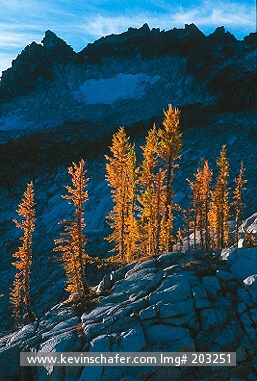 WASHINGTON, Mountains: USA, Washington, Alpine Lakes Wilderness, Enchantment Lakes, Subalpine larch (Larix lyallii) in fall, October.