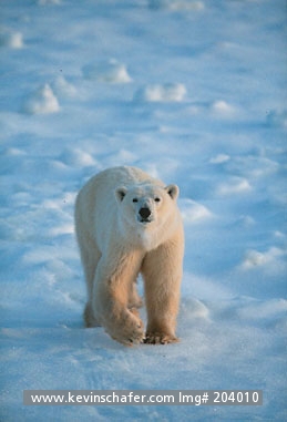 BEAR, POLAR: (Ursus maritimus) Canada, Manitoba, Churchill, Hudson Bay, Male polar bear walking on ice, waiting for freeze.