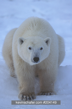 POLAR BEAR: (Ursus maritimus) Canada, Manitoba, Churchill, Hudson Bay, Male polar bear waiting for freeze.