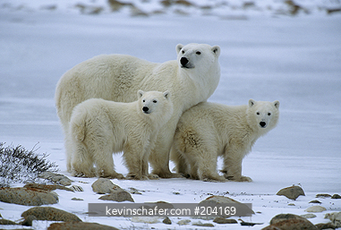 BEAR, POLAR: (Ursus maritimus) Canada, Manitoba, Churchill, Hudson Bay, Mother and polar bear cubs.