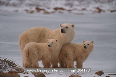 BEAR, POLAR: (Ursus maritimus) Canada, Manitoba, Churchill, Hudson Bay, Mother and polar bear cubs.