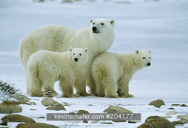 POLAR BEARS: Polar Bear, (Ursus maritimus) mother and cubs, Churchill, Hudson Bay, Manitoba