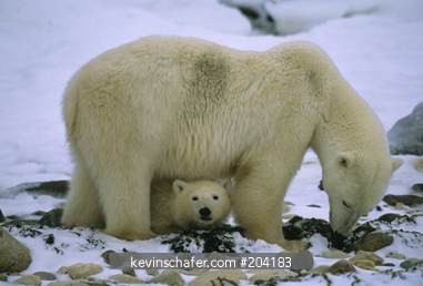 BEAR, POLAR: (Ursus maritimus) Mother and cubs, Churchill, Hudson Bay, Manitoba, Canada.