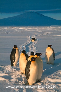 PENGUINS, EMPEROR: (Aptenodytes forsteri) Emperors at colony, Cape Washington, Ross Sea, Antarctica. Midnight
