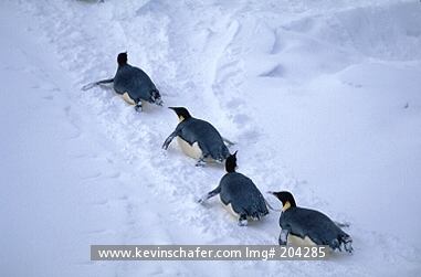 PENGUIN, EMPEROR: (Aptenodytes forsteri)  Four emperor penguins tobaggoning on stomachs through the snow, Cape Washington, Victoria Land, Antarctica.