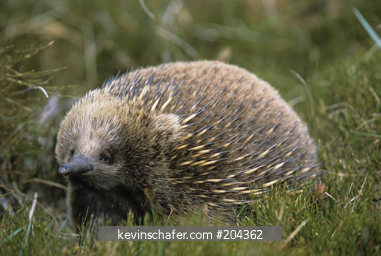 ECHIDNA, TASMANIAN: (Tachyglossus aculeatus setosus) Cradle Mountain National Park, Tasmania, Australia.