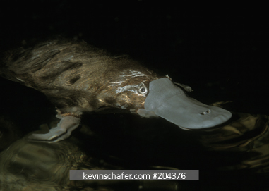 PLATYPUS: (Omithorhynchus anatinus)  Australia, Tasmania, Portrait of a captive platypus, a unique egg-laying mammal.