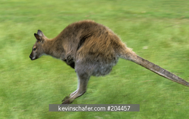 WALLABY, RED NECKED: (Macropus rufogriseus) Leaping in slow motion, Tasmania, Australia.