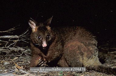 POSSUM: (Trichosurus vulpecula) Brush-tailed Possum, wild, Freycinet National Park, Tasmania, Australia.