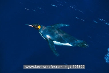 PENGUINS, KING: (Aptenodytes patagonicus) Sub-Antarctic Australia, Macquarie Island, Blurred king penguin swimming.