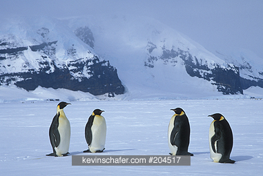 PENGUINS, EMPEROR: (Aptenodytes forsteri) Breeding colony, Coulman Island, Ross Sea, Antarctica.