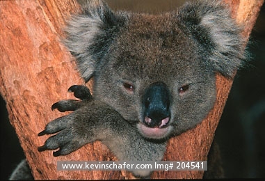 KOALA: (Phascolarctos cinereus)  Australia, Portrait of a koala.