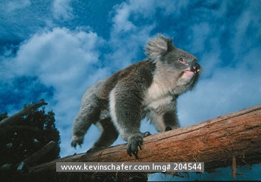 KOALA: (Phascolarctos cinereus) South Australia, Portrait of a koala running up a log.