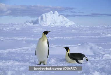 PENGUIN, EMPEROR: (Aptenodytes forsteri) Cape Washington, Ross Sea, Antarctica.