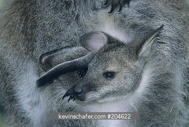 WALLABY, RED-NECKED: (Macropus rufogriseus) Australia, Tasmania, Mother and joey wallaby.