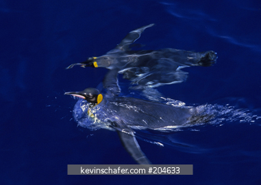 PENGUINS, KING: (Aptenodytes patagonicus) swimming, Macquarie Island, sub-Antarctic, Australia.