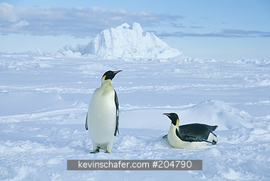PENGUINS, EMPEROR: (Aptenodytes forsteri)  Antarctica, Ross Sea, cape Washington, Two emperor penguins on the ice.