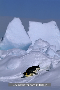 PENGUIN, EMPEROR: (Aptenodytes forsteri) sliding on belly, Cape Washington, Ross Sea, Antarctica.