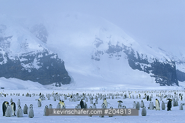 PENGUIN, EMPEROR: (Aptenodytes forsteri)  Antarctica, Ross Sea, Coulman Island, Breeding colony of emperor penguins.