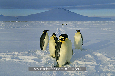EMPEROR PENGUIN: Emperor Penguins, (Aptenodytes forsteri), Mt. Melbourne behind, Cape Washington, Ross Sea, Antarctica.