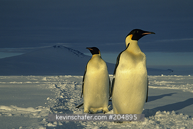 PENGUIN, EMPEROR: (Aptenodytes forsteri)  Antarctica, Ross Sea, Cape Washington, Two emperor penguins with Mount Melbourne in background.