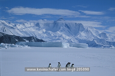 PENGUIN, ADELIE: (Pygoscelis adeliae)  Antarctica, Cape Hallett, Victoria Land, Several adelie penguins on sea ice.
