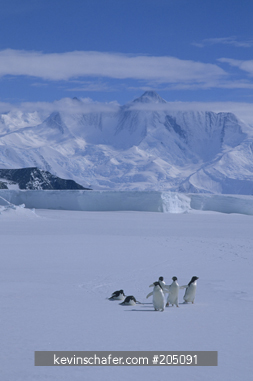 PENGUIN, ADELIE: (Pygoscelis adeliae) on sea ice, Cape Hallett, Victoria Land, Antarctica