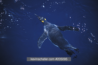 PENGUINS, KING: (Aptenodytes patagonicus) Swimming, Macquarie Island, Australian sub-Antarctic.