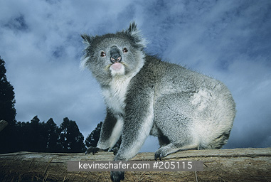 KOALA: (Phascolarctos cinereus) South Australia, Portrait of a koala.