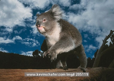 KOALA: (Phascolarctos cinereus) South Australia, Portrait of a koala.