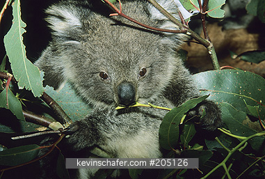 KOALA: (Phascolarctos cinereus) South Australia, Portrait of a koala feeding on eucalyptus leaves.