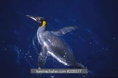PENGUINS, KING: (Aptenodytes patagonicus) Swimming, Macquarie Island, Australian sub Antarctic.