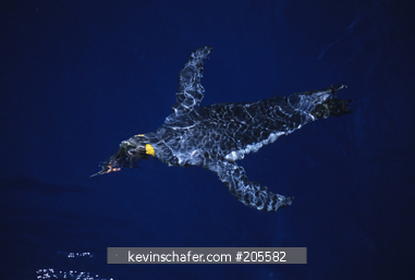 PENGUIN, KING: (Aptenodytes patagonicus) swimming, Macquarie Island, Australian sub-Antarctic.
