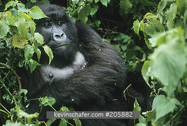 GORILLA, MOUNTAIN: (Gorilla gorilla berengei)
Rwanda, Virunga Mountains, Mother gorilla with baby.