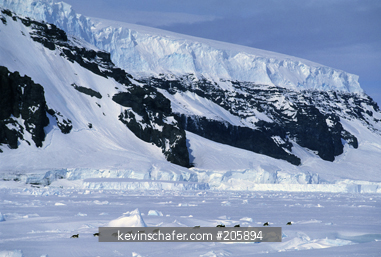 PENGUIN, EMPEROR: (Aptenodytes forsteri) heading to colony, Coulman Island, Ross Sea, Antarctica.