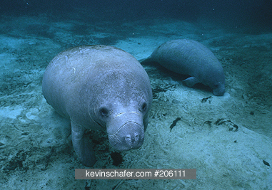MANATEE, WEST INDIAN: (Trichechus manatus) Wild underwater, Crystal River, Citrus County, Florida.