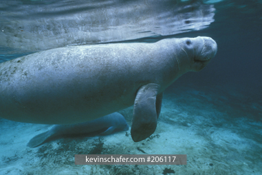MANATEE, FLORIDA: Sirenian, Underwater, wild, Crystal River, Florida.
