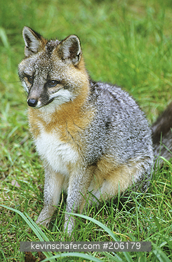 FOX: (Urocvon cinereoargenteus) Common Gray, Homosassa Springs, Florida.