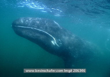 WHALE, GRAY: (Eschrichtius robustus)  Mexico, Baja California, San Ignacio Lagoon, Gray whale calf underwater.
