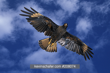 CARACARA, STRIATED: (Phalcoboenus australis)  Falkland Islands, Striated caracara, aka  \\\