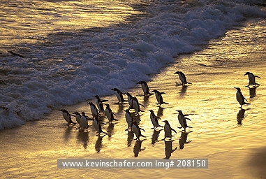 PENGUIN, GENTOO: (Pygoscelis papua)  Falkland Islands, Colony going to sea at dawn.