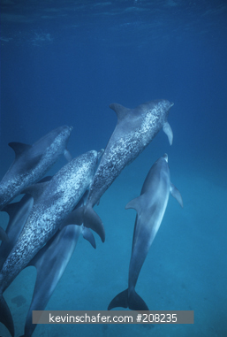 DOLPHINS, SPOTTED: (Stenella frontalis) underwater, Grand Bahamas Banks, Bahamas.