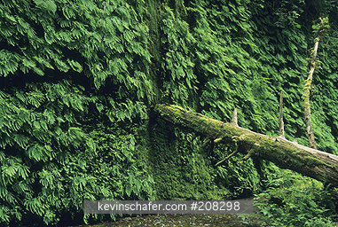 REDWOODS, CALIFORNIA: Maidenhair Ferns, Fern Canyon, Redwood National Park, California