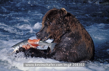BEAR, BROWN: (Ursus arctos) Feeding on salmon in Brooks River, Katmai National Park, SW Alaska in July.