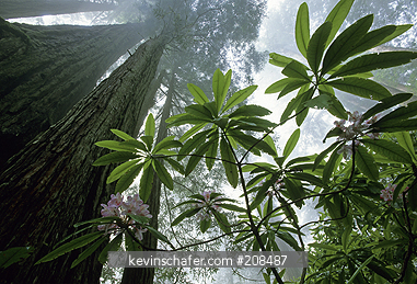 CALIFORNIA: USA, California, Redwood National Park, Lady Bird Grove, Redwood trees and rhododendron.